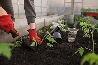 greenhouse-gffdc4e875_640.jpg